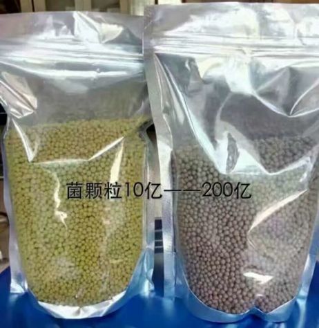 點(diǎn)擊查看詳細(xì)信息<br>標(biāo)題：枯草芽孢桿菌菌劑顆粒 閱讀次數(shù)：3799