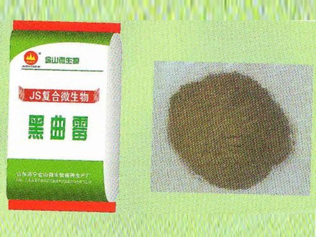 點(diǎn)擊查看詳細(xì)信息<br>標(biāo)題：黑曲霉 閱讀次數(shù)：2494