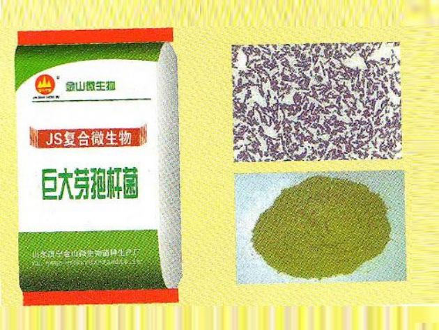點(diǎn)擊查看詳細(xì)信息<br>標(biāo)題：巨大芽孢桿菌 閱讀次數(shù)：2380
